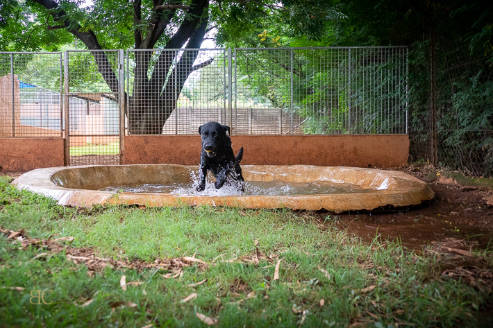 Snowpine Kennels & Cattery