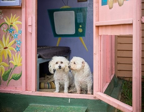 Snowpine Kennels & Cattery