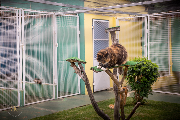 Snowpine Kennels & Cattery