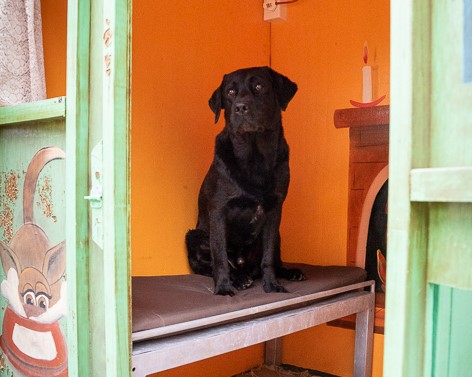 Snowpine Kennels & Cattery