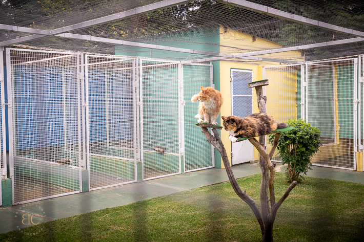 Snowpine Kennels & Cattery