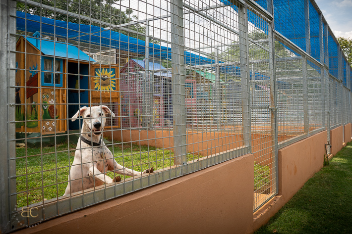 Snowpine Kennels & Cattery