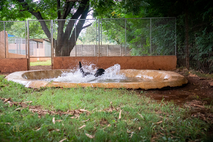 Snowpine Kennels & Cattery