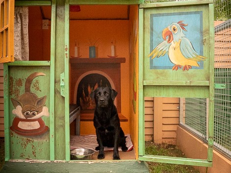 Snowpine Kennels & Cattery