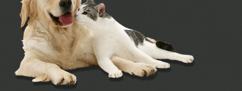 Snowpine Kennels & Cattery